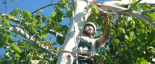 Cabling-and-Bracing-Trees