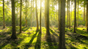 10 Benefits of Trees Everyone Should Know
