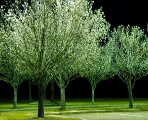 Bradford Pear Trees in Bloom