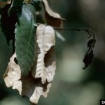 Signs of Concern for Your Tree