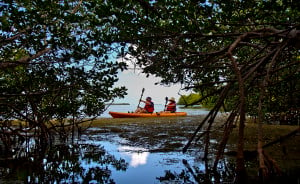 Big Pine Key, Florida: Matt and Melissa Hagen of Pittsburgh, PA, paddle a kayak from Capt. Bill Keogh's Big Pine Key Kayak Adventures, through the mangrove cover of No Name Key.