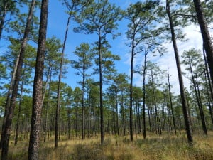 Longleaf Pine forest