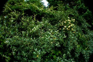 A photo containing a thick wall of green leaves, including bush honeysuckle in bloom
