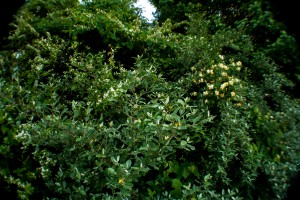 Flowering Bush Honeysuckle is highly invasive in the US