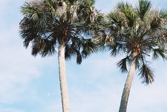 Palm Trees in Florida