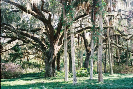 Live Oak with Palm Trees image courtesy Kelly Marren