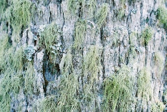 Detail of Spanish Moss on Live Oak Trunk. Image courtesy Kelly Marren