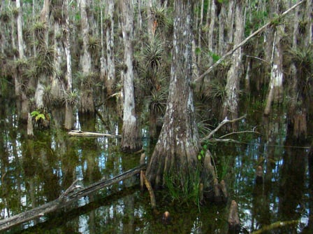 Bald Cypress image courtesy Anita Gould via Flickr