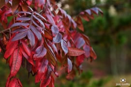 Smooth Sumac CC image courtesy Jim Crotty via Flickr