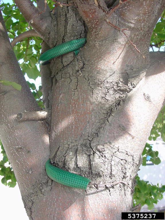 Remember that staking should be removed after one growing season.  CC image courtesy ISA