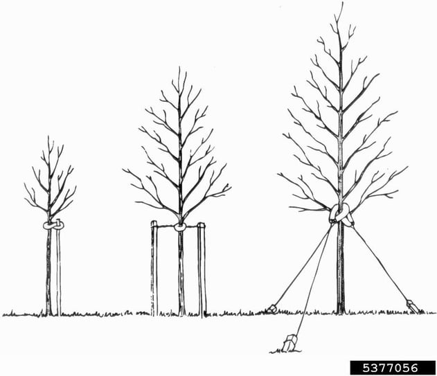 The type of staking you choose will vary depending on the size of tree you plant.   CC image courtesy ISA
