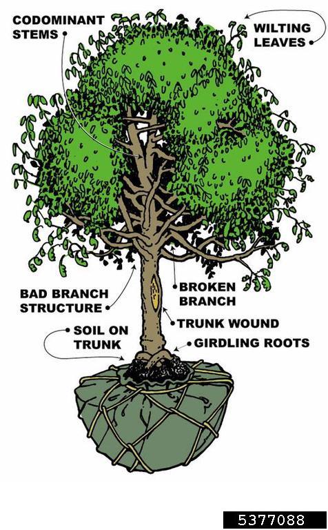 What to avoid when purchasing a ball and burlap tree