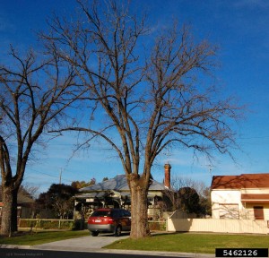 Previously topped tree with poor structure.  CC image Thomas Smiley via bugwood.org