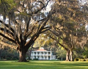 Live Oak at Eden Gardens State Park