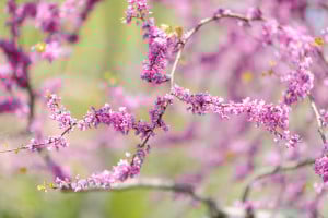 Eye catching flowers of native Eastern Redbud tree