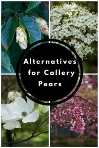 Great alternatives for Callery Pears