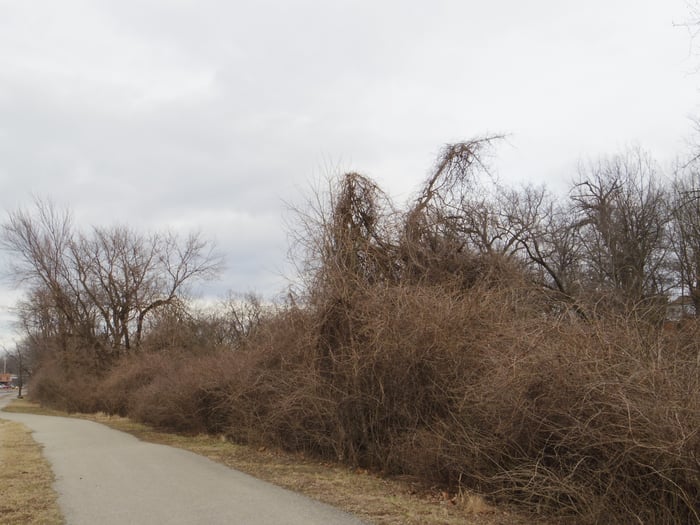 Bush Honeysuckle in Winter