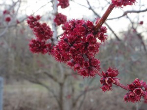 Maple in bloom, February 2016