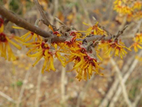 Ozark witch hazel