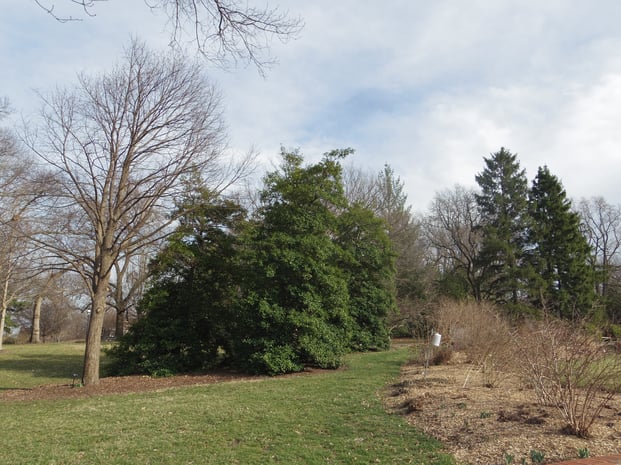 Missouri Botanical Garden mulches around many mature trees. 