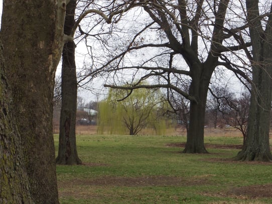 Mulching around mature trees