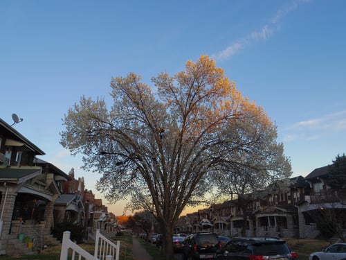 Flowering Pear Tree