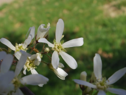 Downy Serviceberry, in bloom