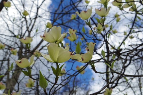 Flowering Dogwood in bloom