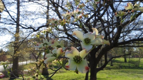 Flowering Dogwood Tree in Bloom