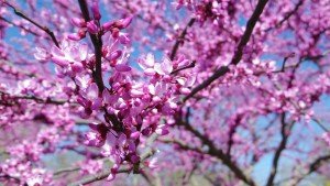 blossoms can be used to help identify different tree species. In this case, as eastern redbud