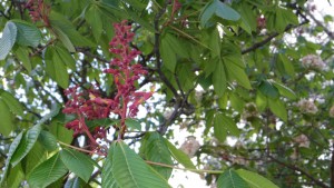 Red Buckeye in bloom April 2016