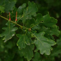 Mehmet-Karatay-oak-leaves-Using leaves as a tool for tree identification