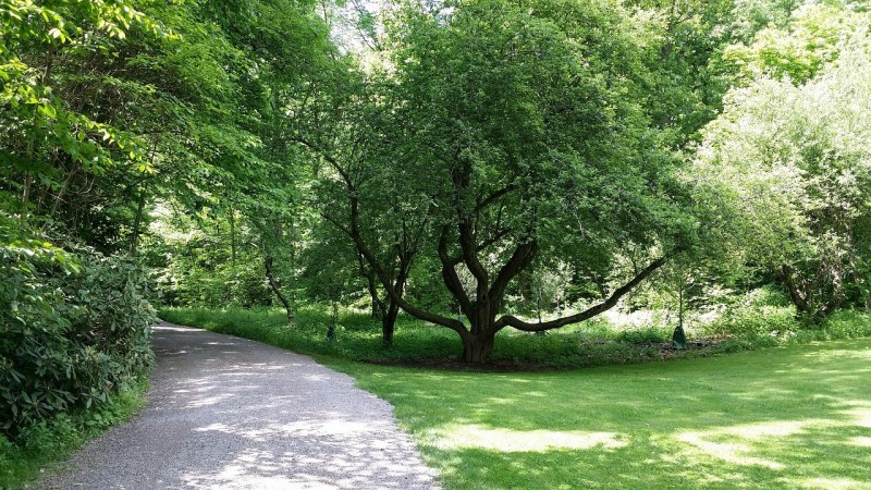 Objective Tree Pruning
