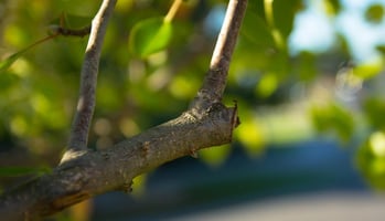Top Reasons to Prune Your Trees