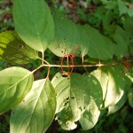 Tree ID 101: Leaves