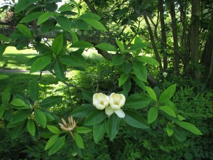 Sweetbay Magnolia. (c)2008 Derek Ramsey  via Wikimedia Commons