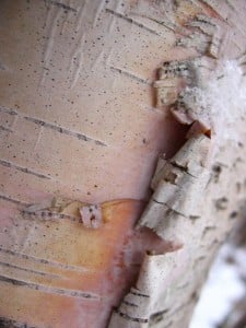 via Freeimages.com