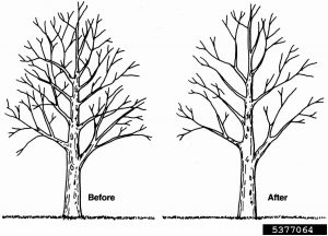 Crown-thinning-pruning. International Society of Arboriculture. Budwood.org