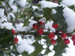via Freeimages.com