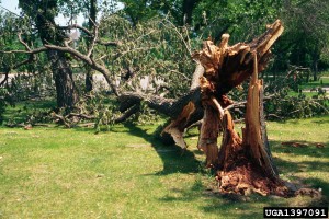 Trees can still be producing leaves and have a rotted stem.  CC image courtesy Joseph OBrien via bugwood.org 