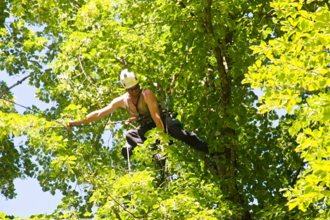 STL Tree Professionals (2)