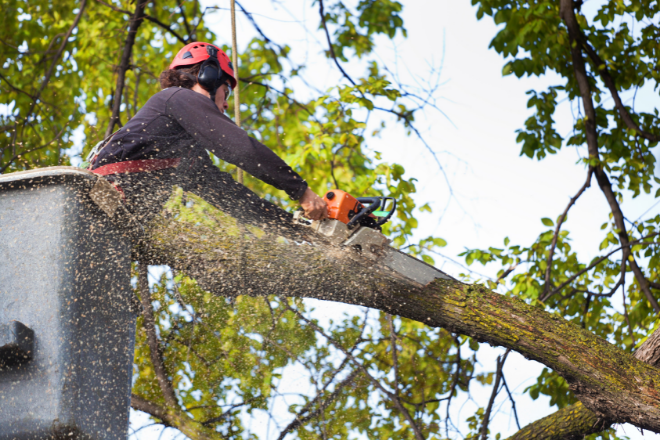 STL Tree Professionals