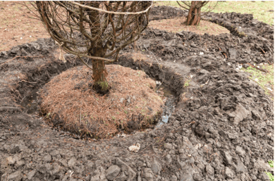 two trees with their root balls in holes dug for planting.