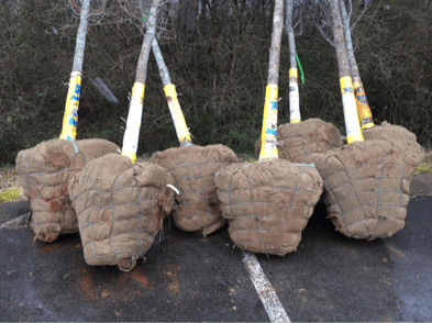 a group of trees with their root balls wrapped in burlap, sitting along the edge of the parking lot.