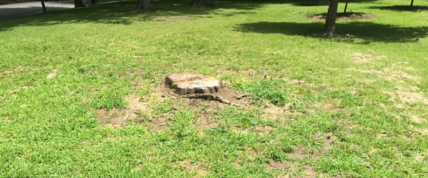 Tree-Removal Tree-Removal