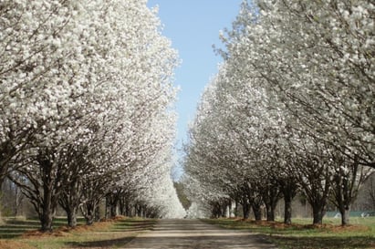 a pretty lane with the invasive specie, Bradley pear trees in full bloom lining each side.