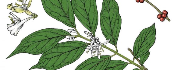 A colored drawing highlighting the features of bush honeysuckle