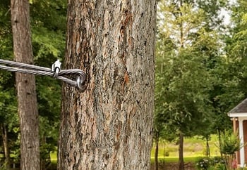 wire cabling brace attached to a tree trunk