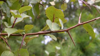 a branch in the invasive Bradley pear tree showing the large thorns. 
