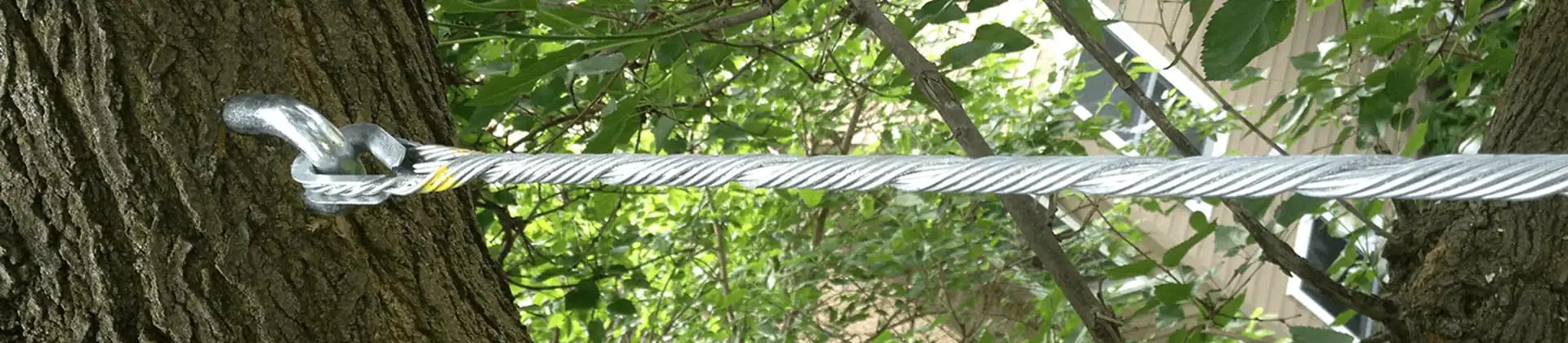 Stainless steel cable attached to a tree branch to help the tree from spreading and possible breaking